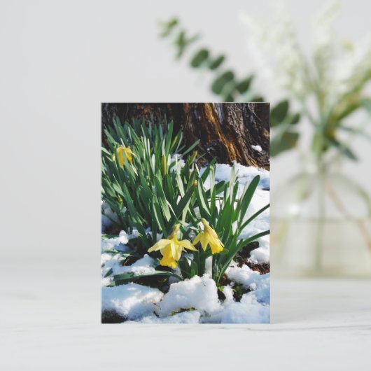 Carte Postale Jonquilles jaunes fleurs dans la neige (Debout devant)
