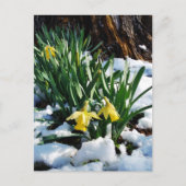 Carte Postale Jonquilles jaunes fleurs dans la neige (Devant)