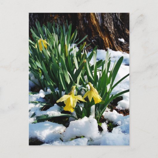 Carte Postale Jonquilles jaunes fleurs dans la neige (Devant)