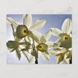 Carte Postale Jonquilles qui fleurissent avec un ciel bleu print