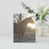 Carte Postale Jose Benito (Debout devant)