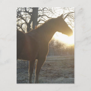 Carte Postale Jose Benito