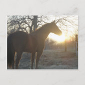 Carte Postale Jose Benito (Devant)