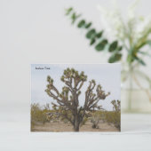 Carte Postale joshua, Joshua Tree (Debout devant)