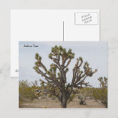 Carte Postale joshua, Joshua Tree (Devant / Derrière)