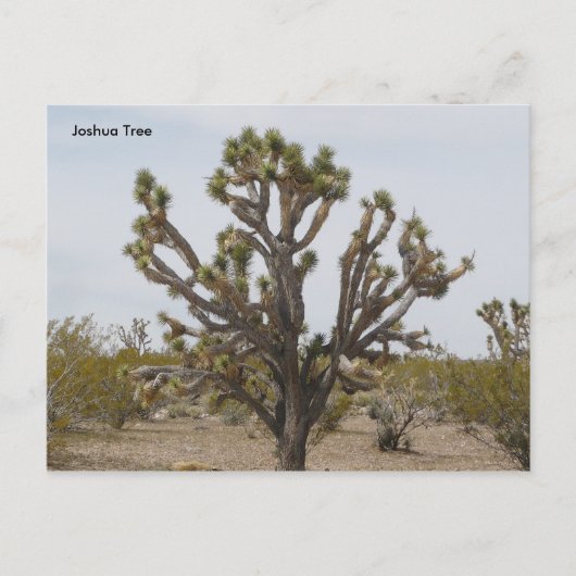 Carte Postale joshua, Joshua Tree (Devant)