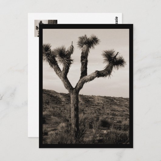 Carte Postale Joshua Tree (Devant / Derrière)