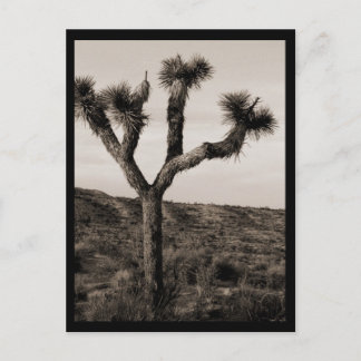Carte Postale Joshua Tree