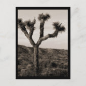 Carte Postale Joshua Tree (Devant)