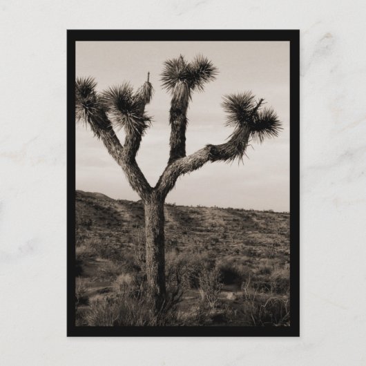 Carte Postale Joshua Tree (Devant)