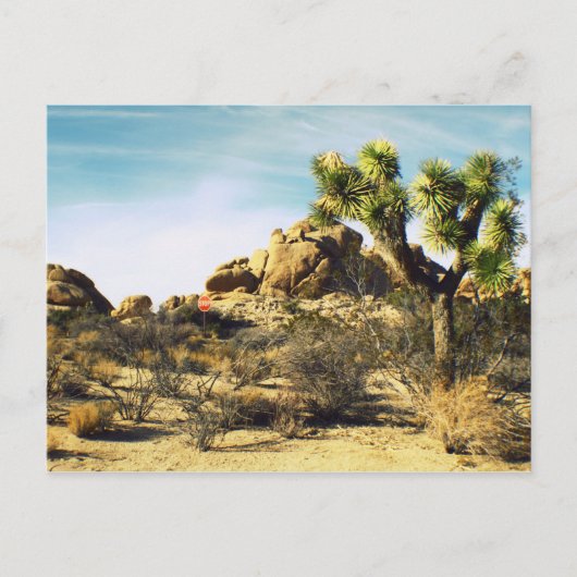 Carte postale Joshua Tree (Devant)
