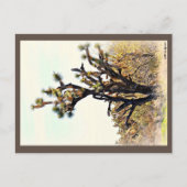 Carte postale Joshua Tree (Devant)