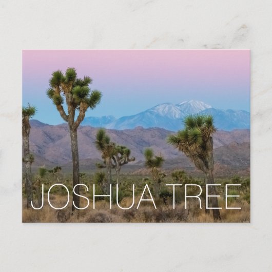 Carte Postale Joshua Tree (Devant)