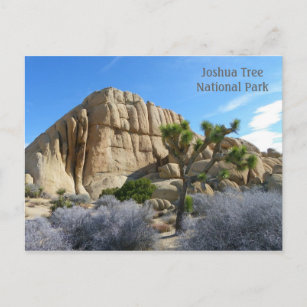 Carte postale Joshua Tree !