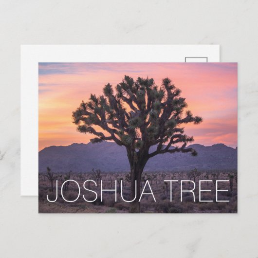 Carte Postale Joshua Tree (Devant / Derrière)