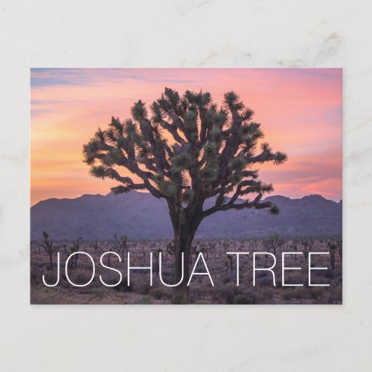 Carte Postale Joshua Tree (Devant)