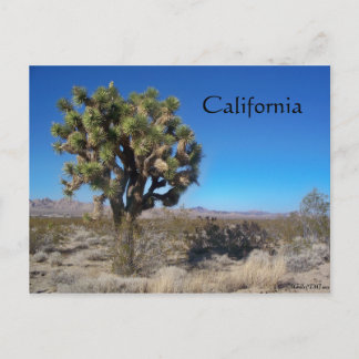 Carte Postale Joshua Tree désert