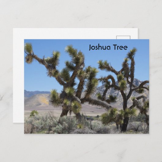 Carte Postale Joshua Tree en Californie (Devant / Derrière)