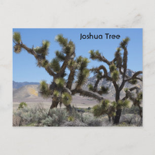 Carte Postale Joshua Tree en Californie