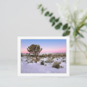 Carte Postale "Joshua Tree In Snow" (Debout devant)