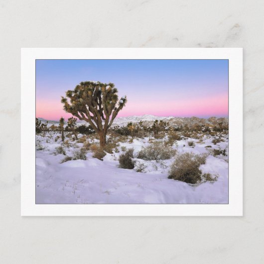 Carte Postale "Joshua Tree In Snow" (Devant)