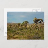 Carte Postale Joshua Tree National Park Paysage du désert (Devant / Derrière)