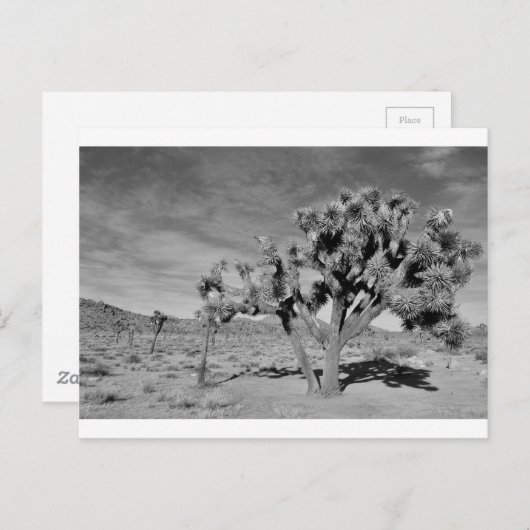 Carte Postale Joshua Tree (noir et blanc) (Devant / Derrière)