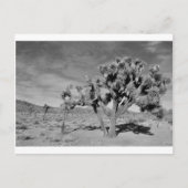 Carte Postale Joshua Tree (noir et blanc) (Devant)
