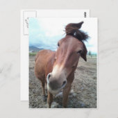 Carte Postale Josie, la drôle de mule (Devant / Derrière)