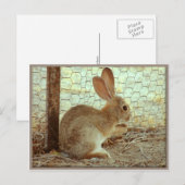 Carte Postale Jote Lapin Cottontail (Devant / Derrière)