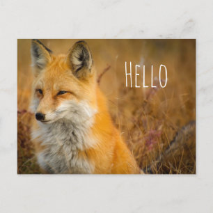 Carte Postale Jote Red Fox Wilderness Nature Photographie