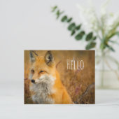 Carte Postale Jote Red Fox Wilderness Nature Photographie (Debout devant)