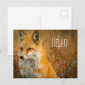 Carte Postale Jote Red Fox Wilderness Nature Photographie (Devant / Derrière)