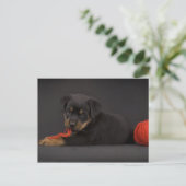 Carte Postale Jouer au chiot 5 (Debout devant)