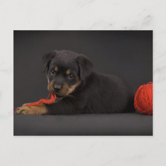 Carte Postale Jouer au chiot 5 (Devant)