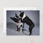 Carte Postale Jouer Boston Terriers (Devant / Derrière)