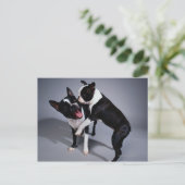 Carte Postale Jouer Boston Terriers (Debout devant)