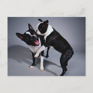 Carte Postale Jouer Boston Terriers