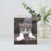 Carte Postale Jouer Cute Kitten (Debout devant)