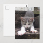 Carte Postale Jouer Cute Kitten (Devant / Derrière)