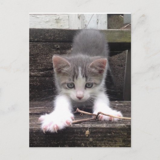 Carte Postale Jouer Cute Kitten (Devant)