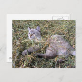 Carte Postale Jouer dans le foin (Devant / Derrière)