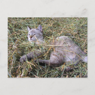 Carte Postale Jouer dans le foin