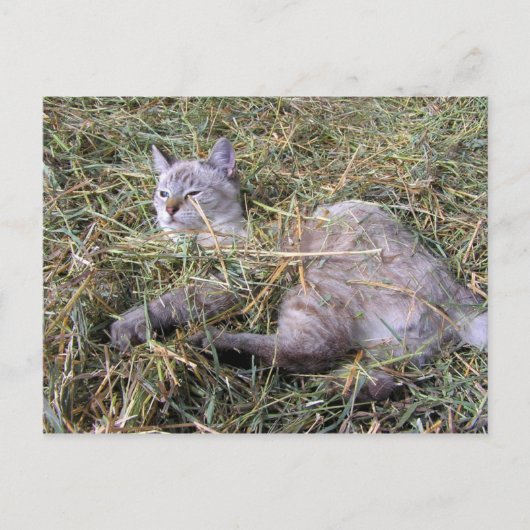 Carte Postale Jouer dans le foin (Devant)