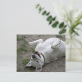 Carte Postale Jouer Dogo Argentino (Debout devant)