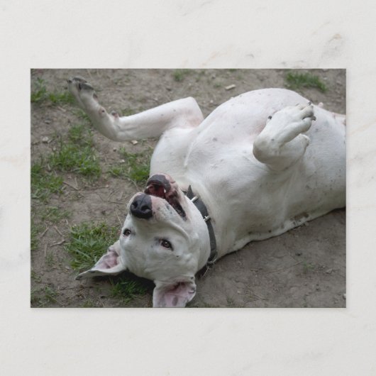 Carte Postale Jouer Dogo Argentino (Devant)