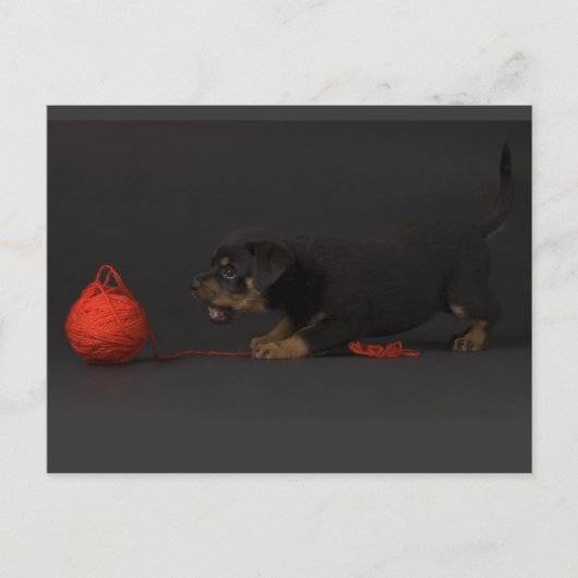 Carte Postale Jouer Puppy 3 (Devant)