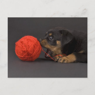 Carte Postale Jouer Puppy 4