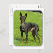 Carte Postale Jouet anglais Terrier 9R78D-77 (Devant / Derrière)