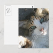 Carte Postale Joueur Kitty (Devant / Derrière)